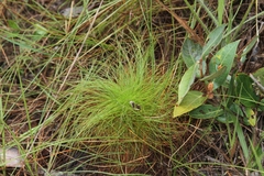 Bulbostylis paradoxa