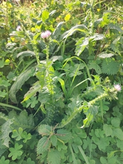 Carduus tenuiflorus