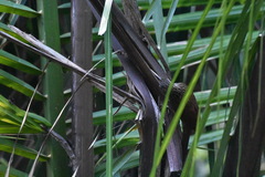 Xiphorhynchus flavigaster