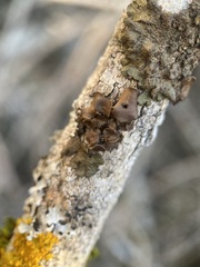 Melanohalea exasperata