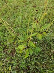 Berkheya radula