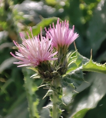 Carduus tenuiflorus
