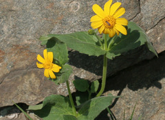 Arnica latifolia
