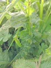 Carduus tenuiflorus