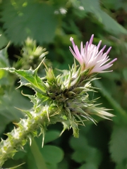 Carduus tenuiflorus
