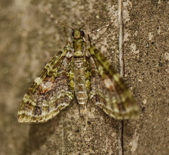Tympanota perophora