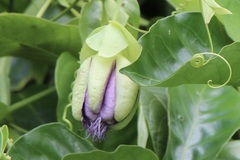 Passiflora quadrangularis