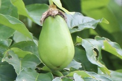 Passiflora quadrangularis