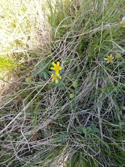 Ranunculus polyrhizos