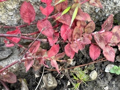 Persicaria capitata
