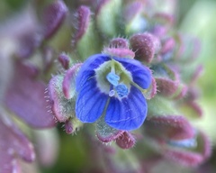 Veronica triphyllos