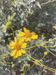 Encelia farinosa
