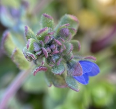 Veronica triphyllos