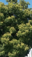 Juglans major