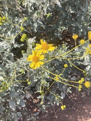 Encelia farinosa