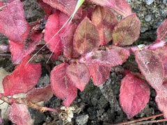 Persicaria capitata