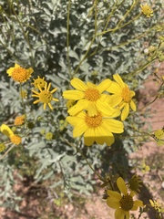 Encelia farinosa
