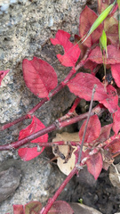 Persicaria capitata