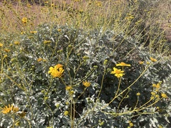 Encelia farinosa