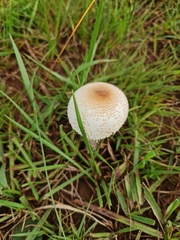 Macrolepiota zeyheri
