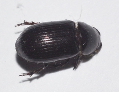 Aphodiinae