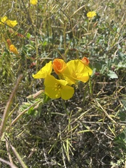 Camissoniopsis cheiranthifolia