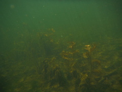 Potamogeton amplifolius