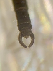 Trichocera hiemalis