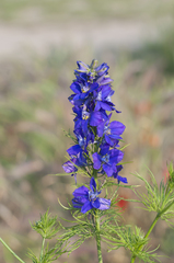 Consolida orientalis