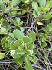 Scaevola coriacea