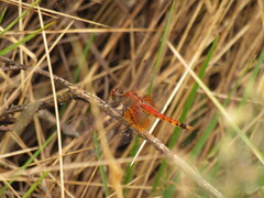 Erythrodiplax corallina