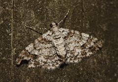 Myrioblephara desumpta