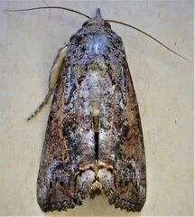 Hypocala deflorata