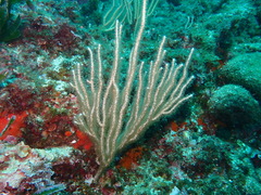 Eunicella singularis