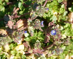 Veronica triphyllos
