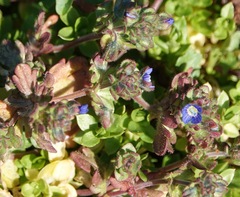 Veronica triphyllos
