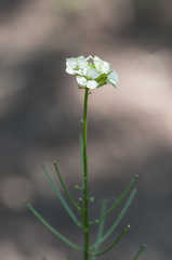 Erysimum witmannii