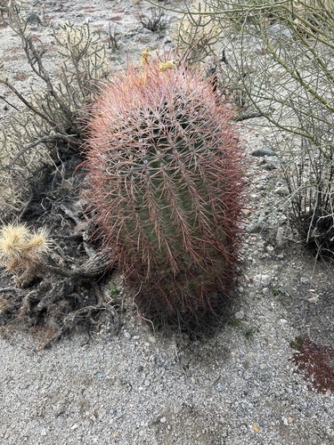 iNaturalist observation photo of California Barrel Cactus