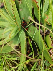 Aloe greatheadii davyana