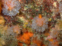Aplidium