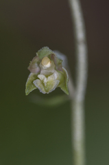 Epipactis microphylla
