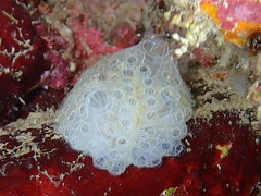 Botrylloides crystallinus