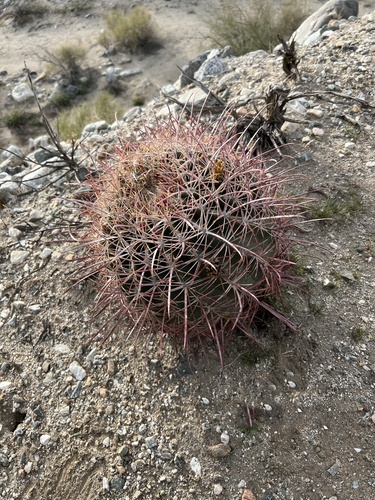 iNaturalist observation photo of California Barrel Cactus