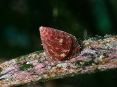 Jujubinus exasperatus