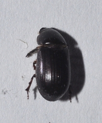 Aphodiinae