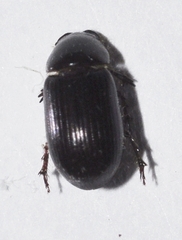 Aphodiinae