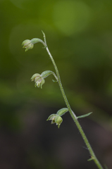 Epipactis microphylla