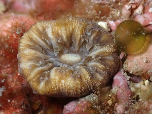 Pig-tooth Coral, photo 3 of 10