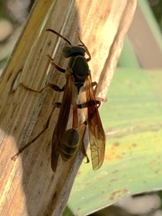 Mischocyttarus drewseni