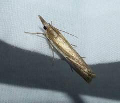 Crambus praefectellus